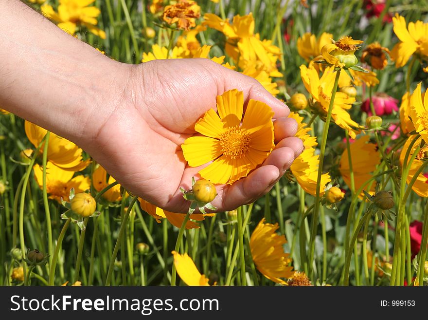 Man´s hand holding a yellow flower. Man´s hand holding a yellow flower