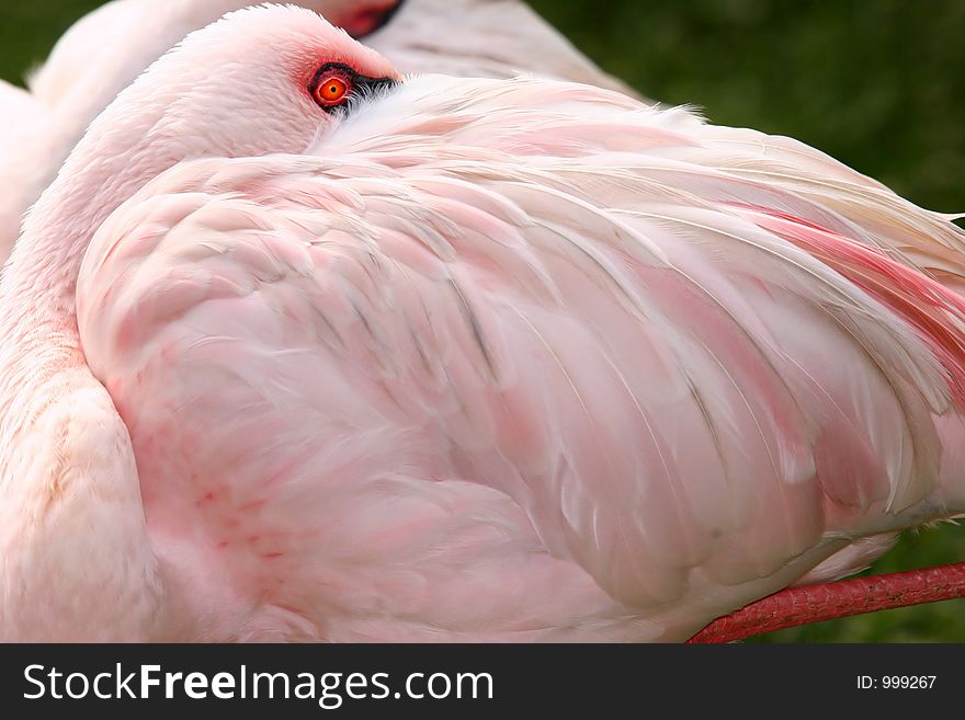 Flamingo tucked in to sleep while standing