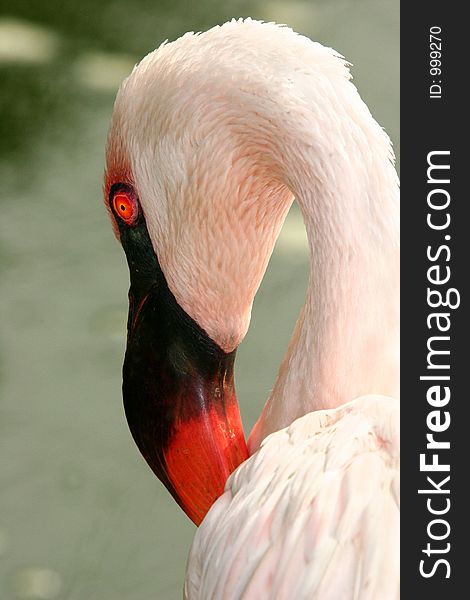 Headshot of a flamingo