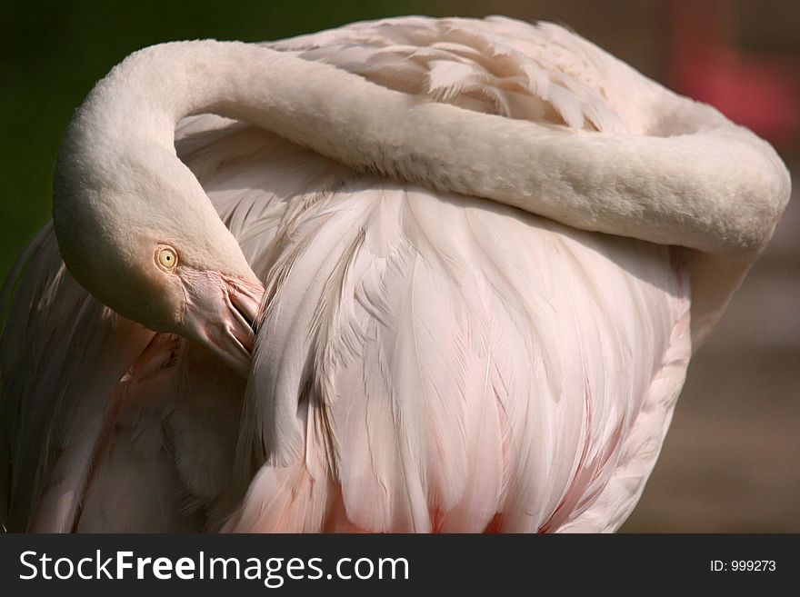 Flamingo priming its hind feathers