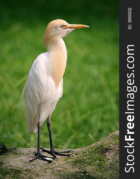 Small Egret standing on a rock with a grassy plain background