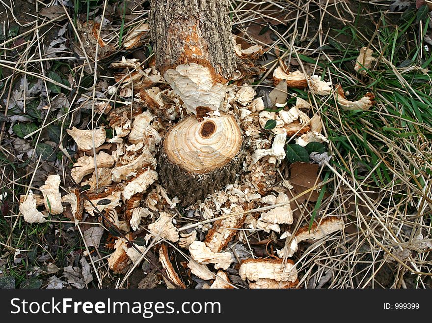 A busy beaver worked overnight to chop down this small tree. A busy beaver worked overnight to chop down this small tree