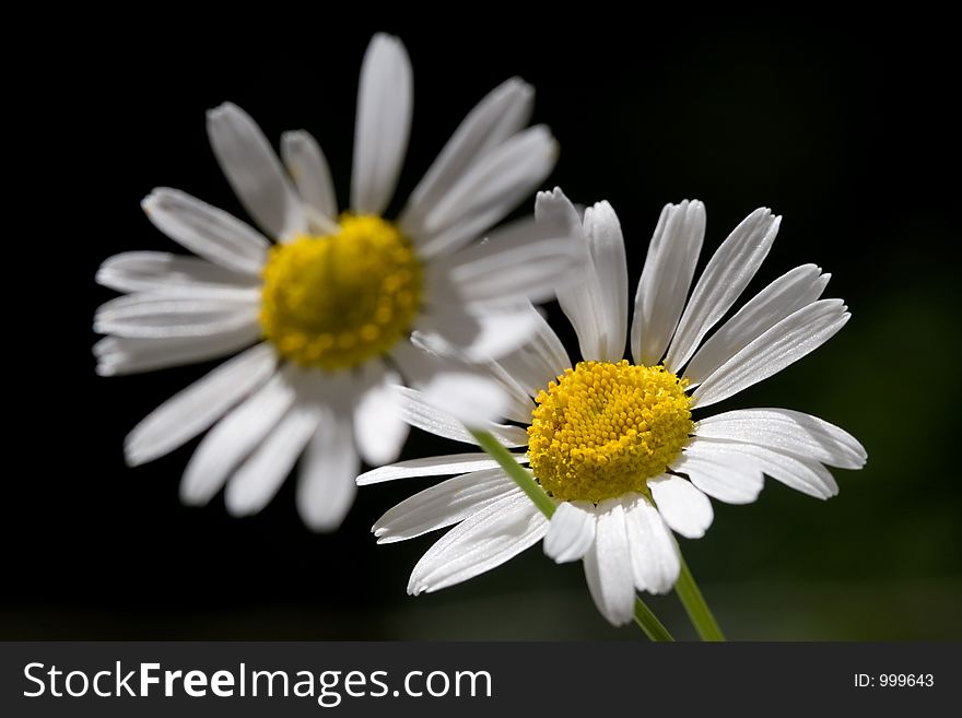 Expressive form of a simple field flower of a camomile. Expressive form of a simple field flower of a camomile