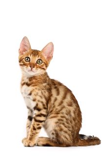 Bengal Kitten Stock Photography