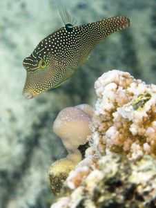 Indo-West Pacific Pufferfish Stock Photos Indo-West Pacific Pufferfish Stock Photos
