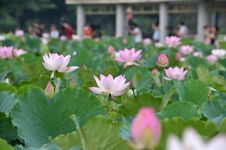 Pink Lotus Royalty Free Stock Photography Pink Lotus Royalty Free Stock Photography