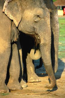 Elephants Royalty Free Stock Photo Elephants Royalty Free Stock Photo