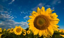 Gold Sunflowers On A Background Of The Blue Sky Royalty Free Stock Photos Gold Sunflowers On A Background Of The Blue Sky Royalty Free Stock Photos
