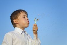 Boy With Dandelion Royalty Free Stock Image