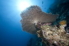 Ocean, Coral And Sun Royalty Free Stock Photography Ocean, Coral And Sun Royalty Free Stock Photography
