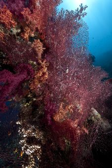 Ocean, Coral And Sun Royalty Free Stock Photos Ocean, Coral And Sun Royalty Free Stock Photos