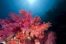 Ocean, Coral And Sun Royalty Free Stock Image Ocean, Coral And Sun Royalty Free Stock Image