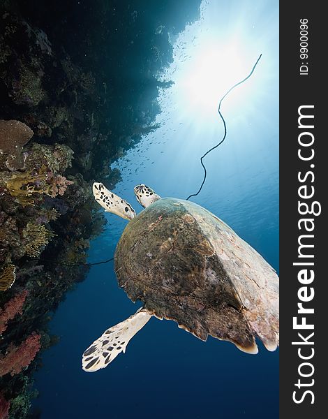 Ocean, coral and hawksbill turtle taken in the red sea.
