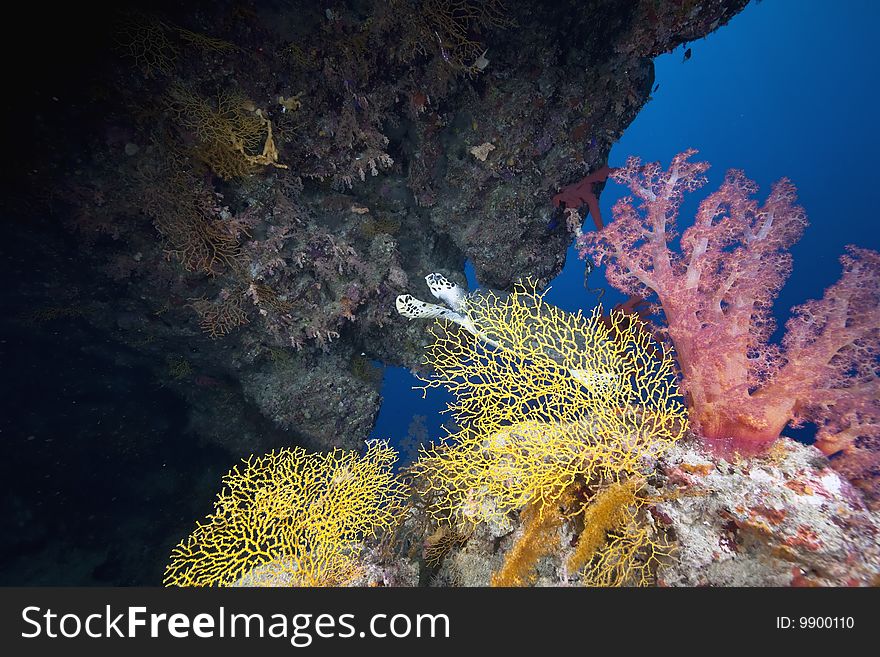 Ocean, coral and sun taken in the red sea.