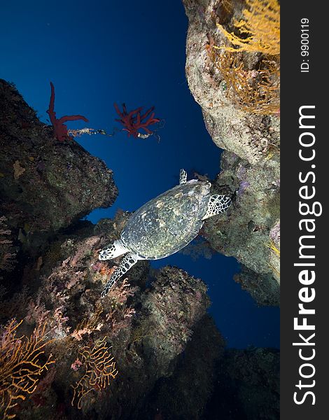 Ocean, Coral And Hawksbill Turtle