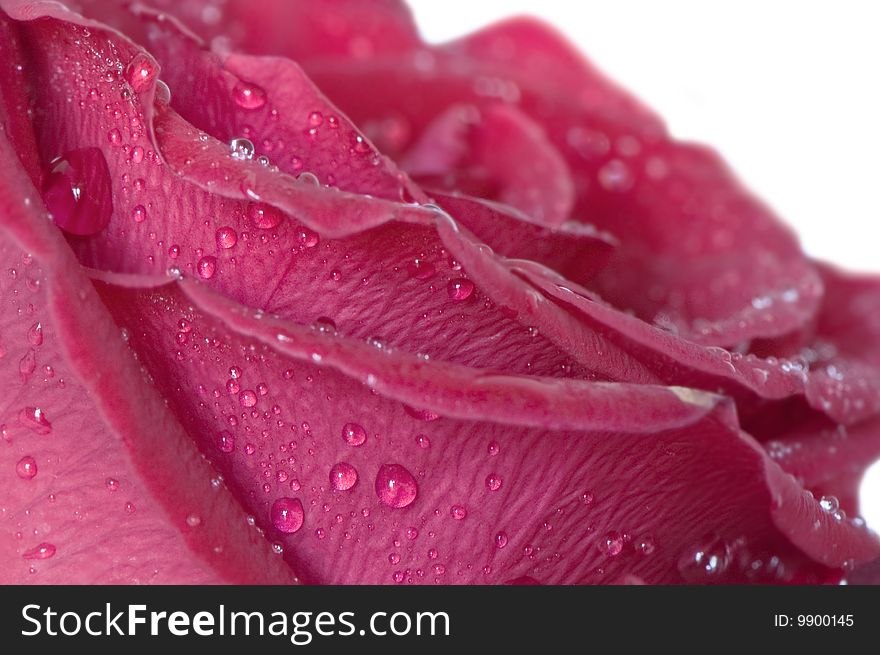 Rose with droplets close up. Rose with droplets close up