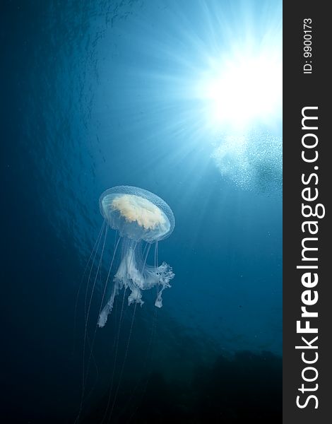 Ocean, sun and luminescent jellyfish taken in the red sea.