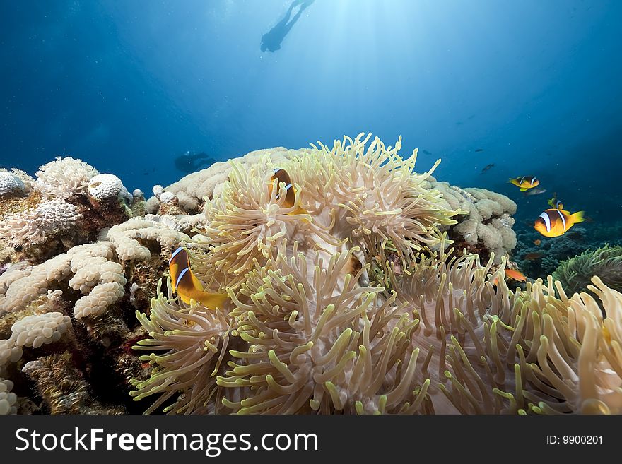 Ocean, Coral And Anemone