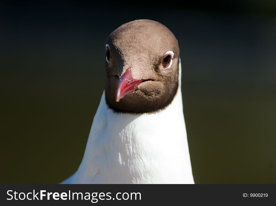 Black Headed Seagull Closeup