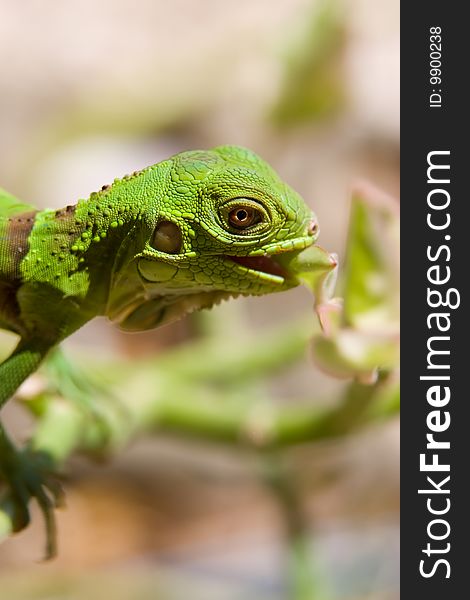 Baby Iguana eating