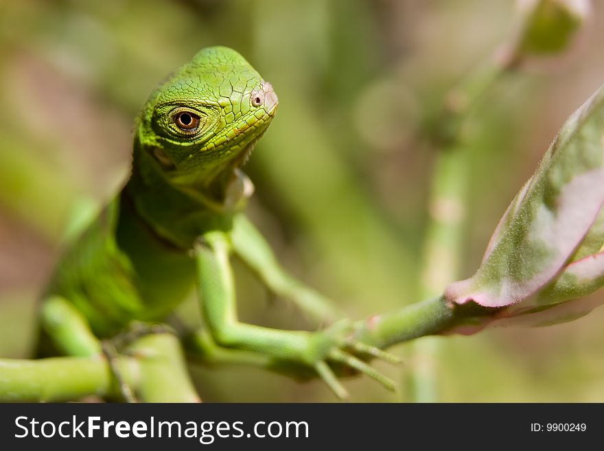 A baby iguana sitting on a branch. A baby iguana sitting on a branch
