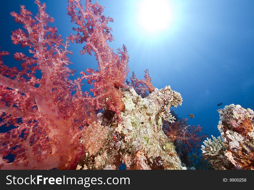 Ocean, coral and sun taken in the red sea.