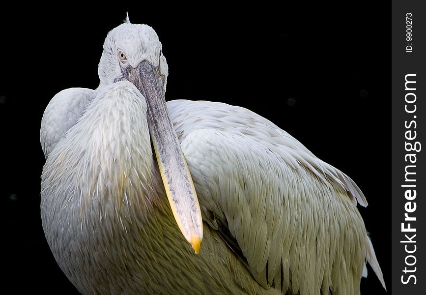 A pelican looking arrogantly against a black backdrop