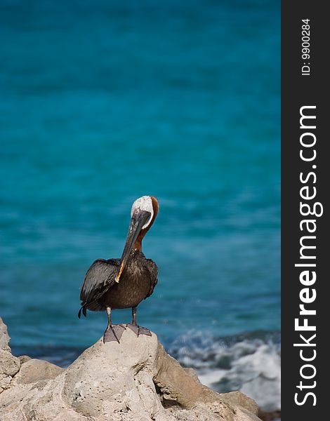 A brown pelican on the shore on the island of Bonaire. A brown pelican on the shore on the island of Bonaire