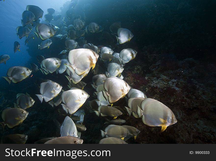 Ocean and orbicular spadefish taken in the red sea.