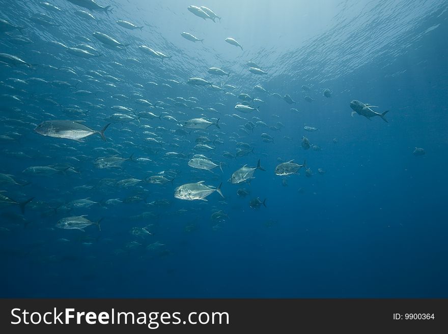 Ocean and giant trevally taken in the red sea.