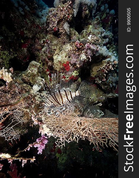 Ocean, coral and lionfish taken in the red sea.