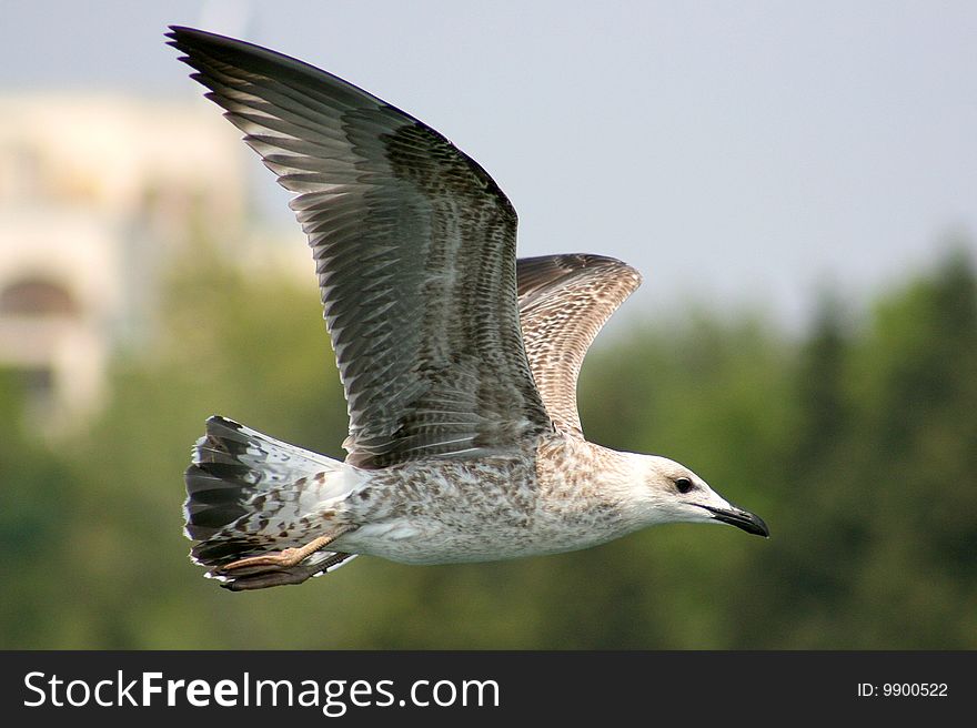 Sea seagull near the city of Nesebr, Bulgaria. Sea seagull near the city of Nesebr, Bulgaria