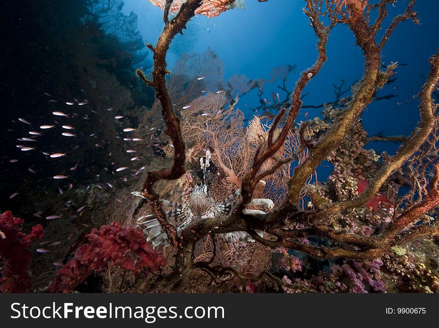 Ocean, coral and fish taken in the red sea.