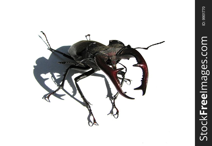 Stag-beetle