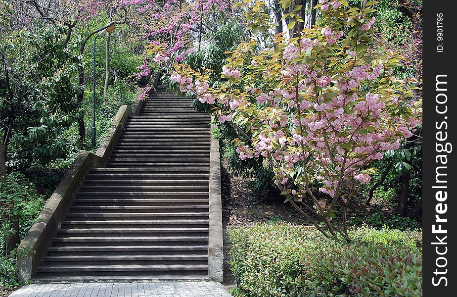 Wide and long concrete steps surrounded by green trees and pink flowering bushes in the spring. Wide and long concrete steps surrounded by green trees and pink flowering bushes in the spring