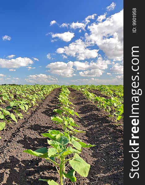 Field of sunflower against the dark blue sky