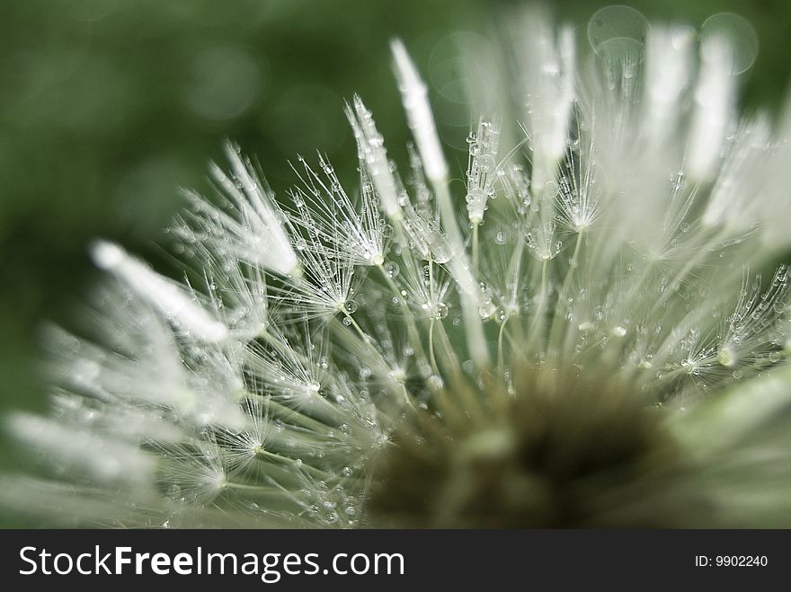 Dandelion droplets of water on the green background