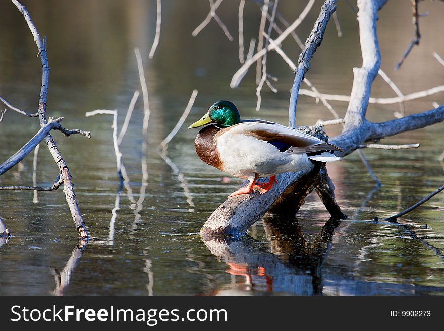 Mallard On A Branch