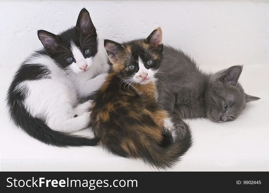 Different colours of baby cats isolated in white. Different colours of baby cats isolated in white