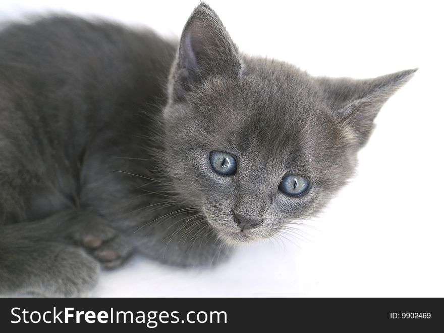 Grey pussy cat isolated in white. Grey pussy cat isolated in white