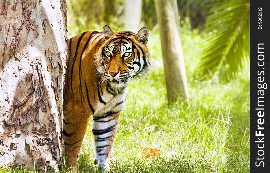 A sumatran tiger in a jungle setting. A sumatran tiger in a jungle setting