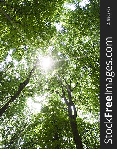 Sunlight in trees of green summer forest