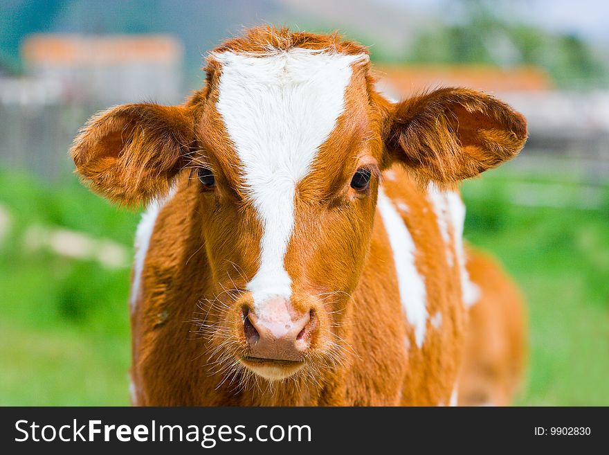 Portrait of a young calf.