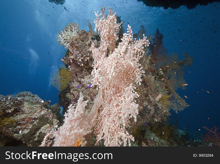 Ocean, coral and sun taken in the red sea.