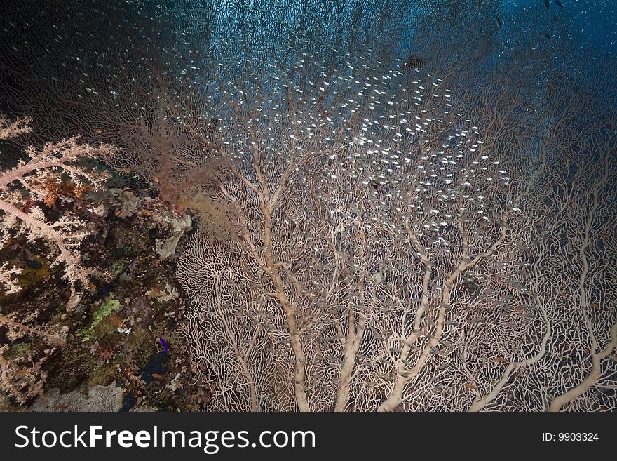 Seafan and glassfish taken in the red sea.