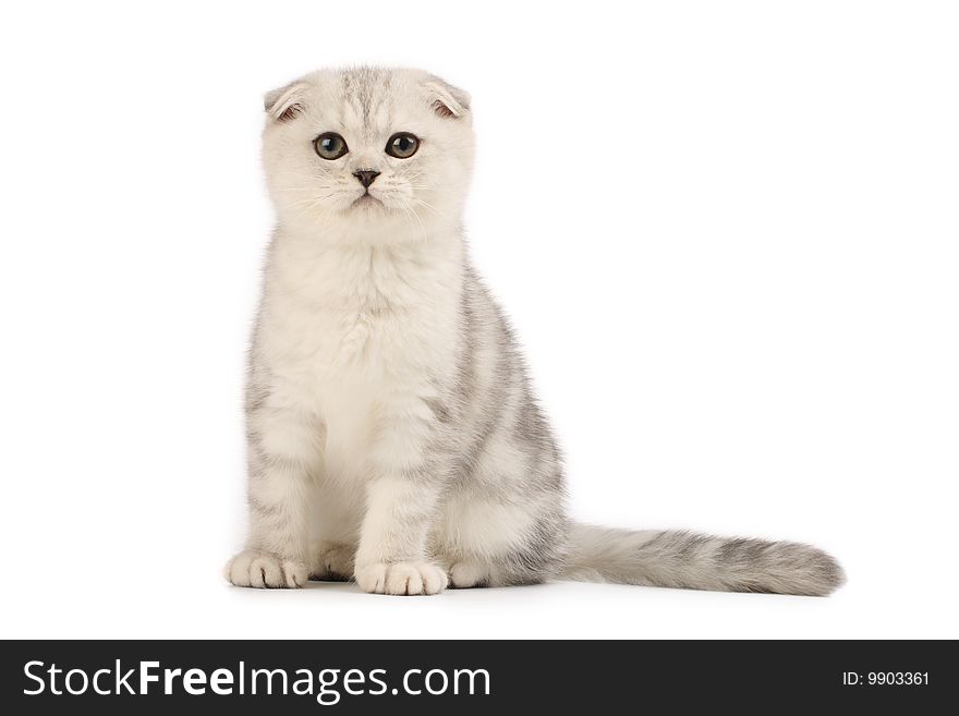 Cute scottish-fold kitten sitting, isolated on white. Cute scottish-fold kitten sitting, isolated on white
