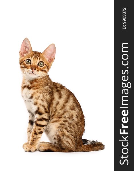 Bengal kitten sitting, isolated on white