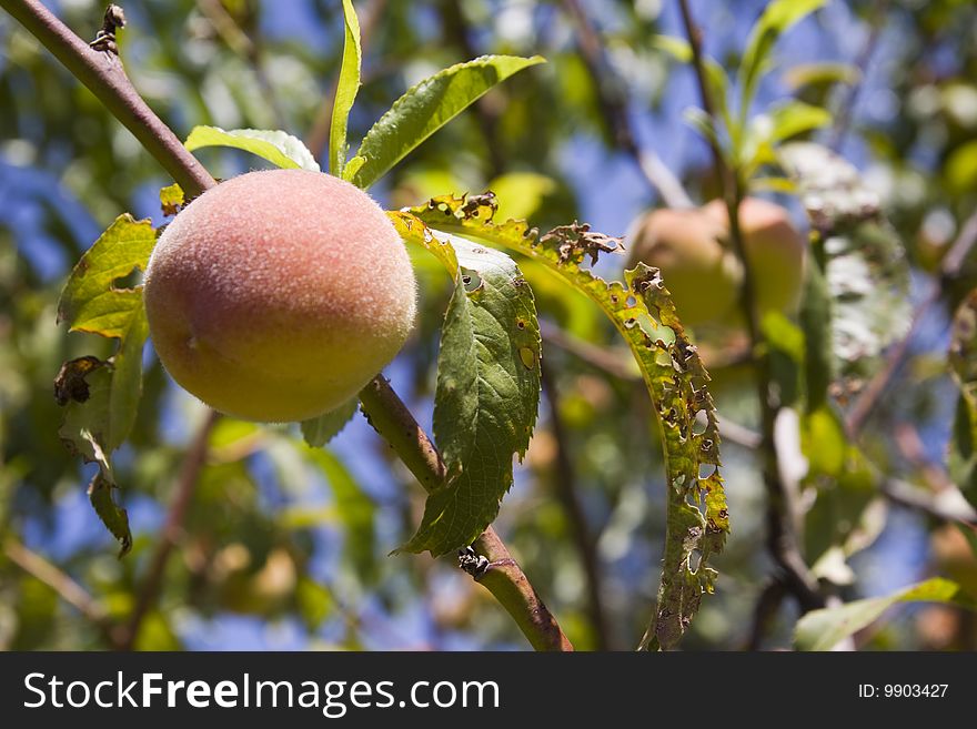 Peaches before riping on its tree. Peaches before riping on its tree