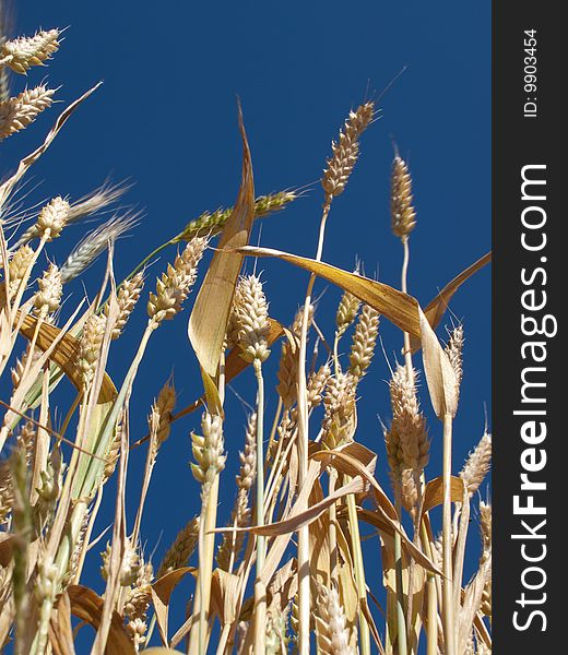 Yellow wheat against clear sky background. Yellow wheat against clear sky background.