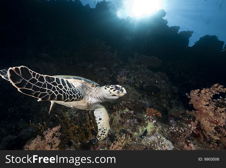 Ocean, coral and hawksbill turtle taken in the red sea.